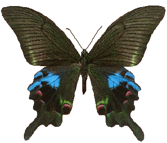 Animated Butterfly