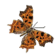 Animated Butterfly gif
