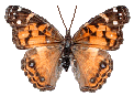 Butterfly icon gif