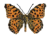 Butterfly icon gif