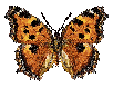 Butterfly icon gif
