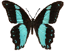 Butterfly icon