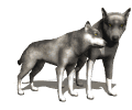 wolf_pair.gif (14925 bytes)