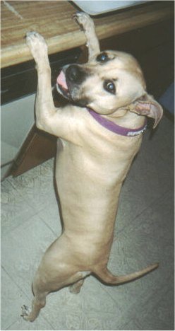 happy standing at counter