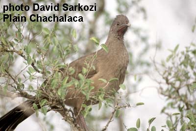 Ortalis vetula Plain Chachalaca