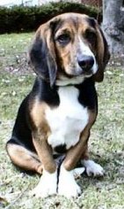 Dwarf Beagle - note front legs