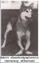 Severely affected dwarf Malamute