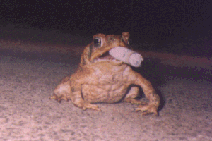 Smoking can be Hazardous to Frogs