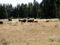 BUFFALO HERD.JPG (290360 bytes)