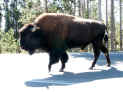 BUFFALO.JPG (187467 bytes)