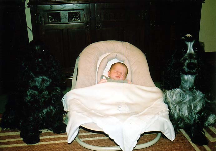 Baby with cocker spaniels