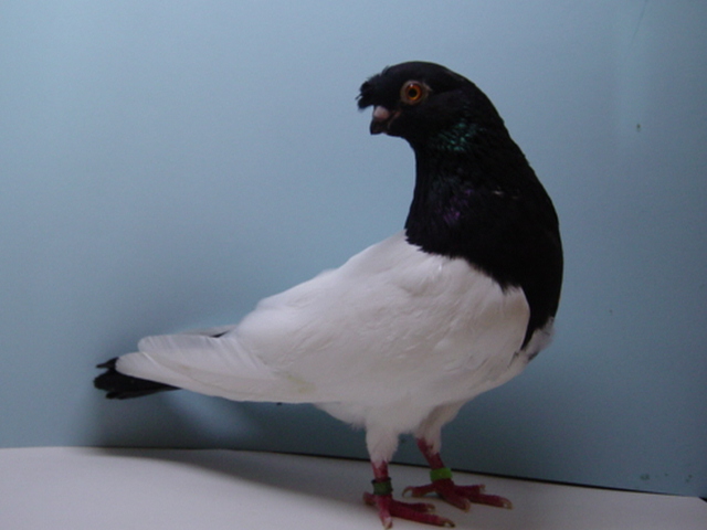 Black 2 Patch Nasal Tuft Cock Pigeon bred by J. P. Isom