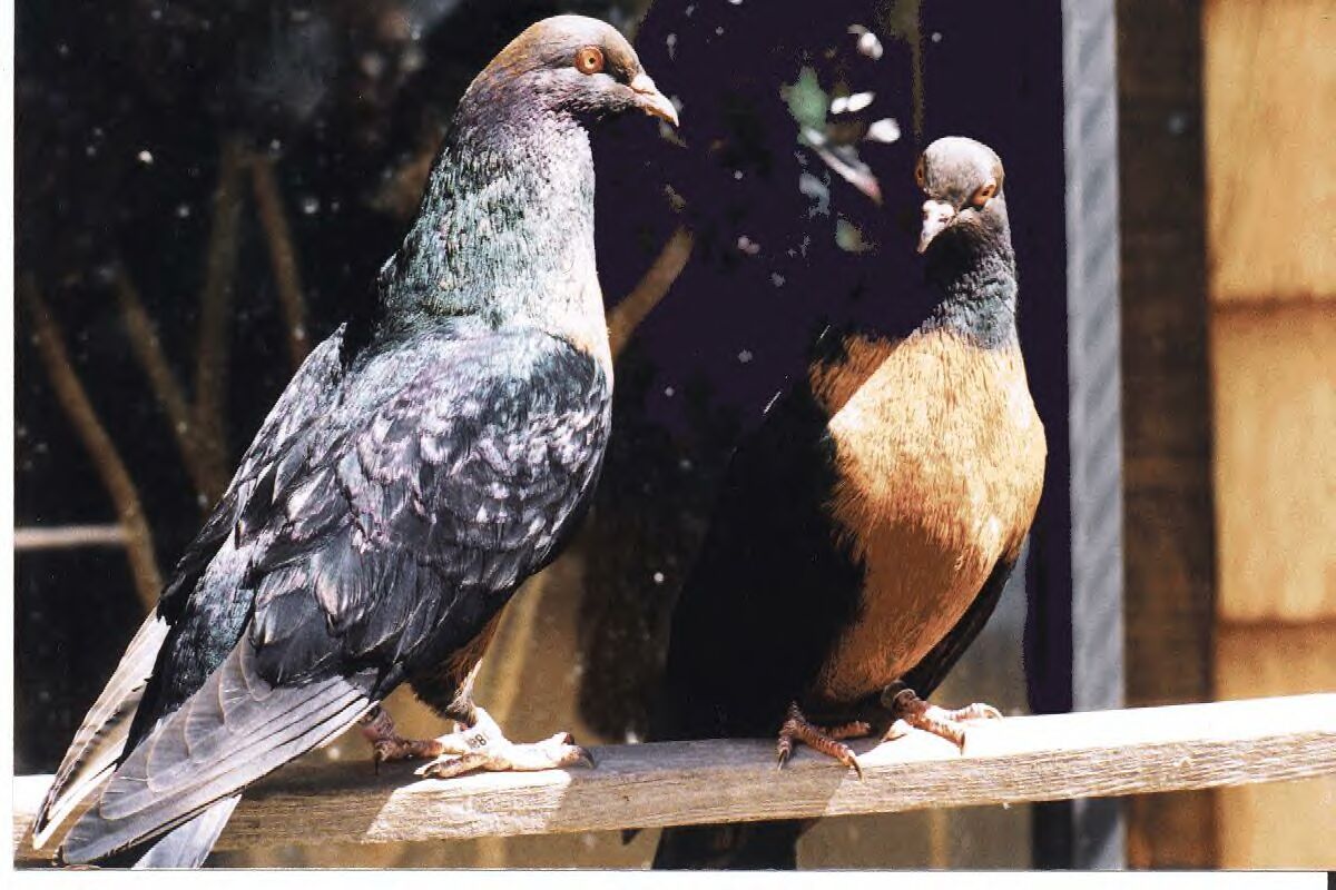 California Color Pigeon Pair - male to left