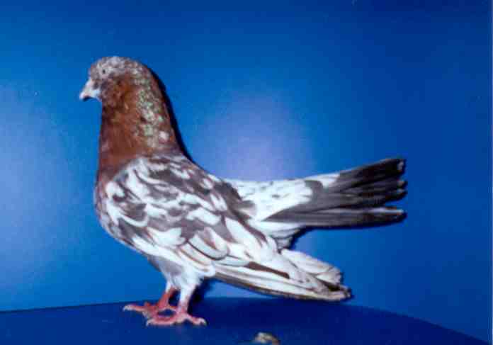 almond oriental roller almond cock