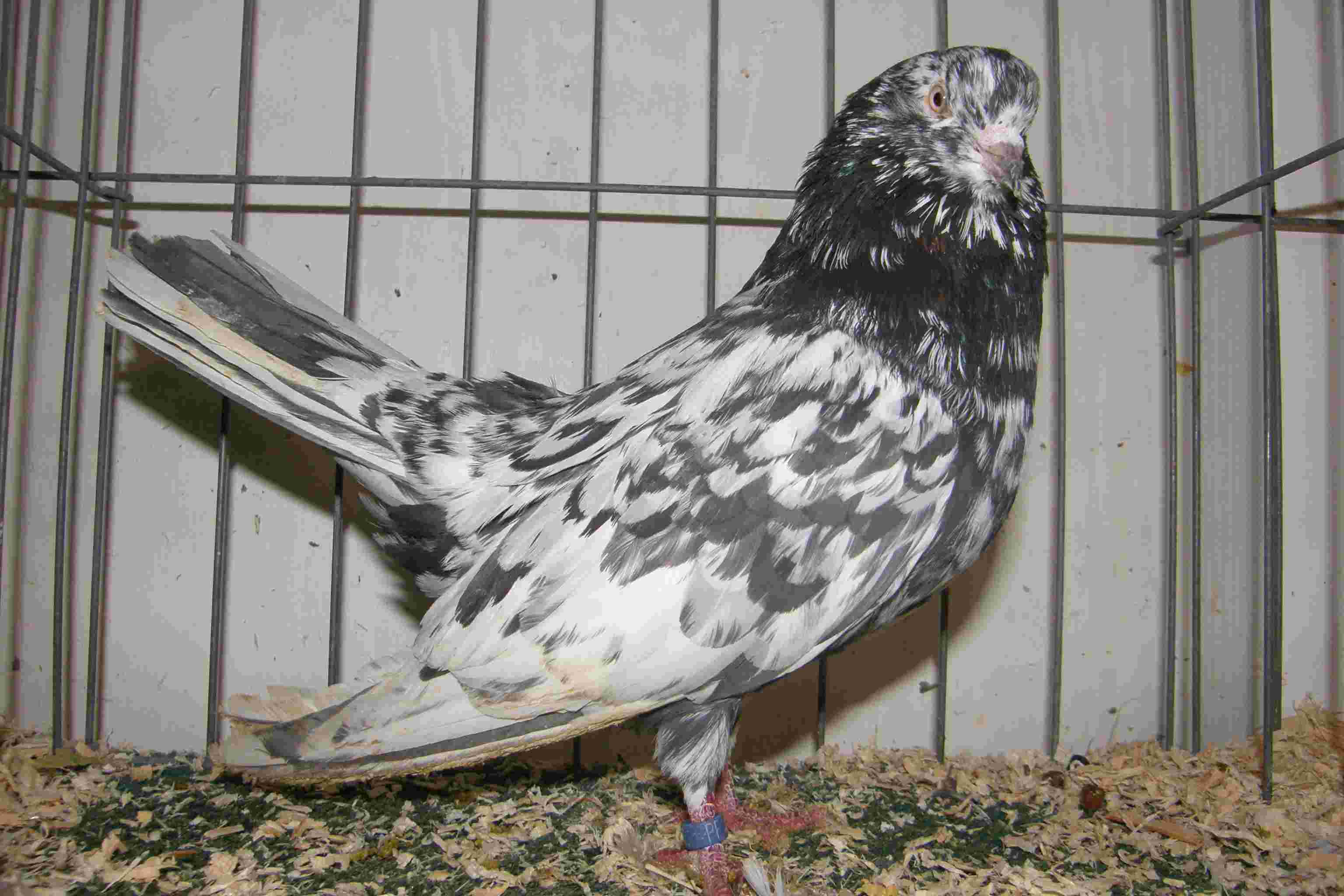 Andalusian Sprinkle Cock