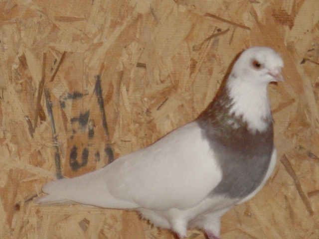 Ash-red Ringbreast Nasal Tuft Pigeon bred by J. P. Isom