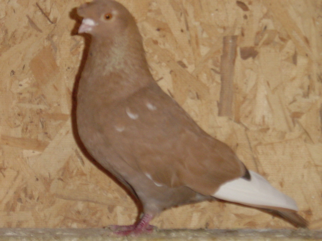 Ash-yellow w/f nasal tuft cock, bred by J. P. Isom