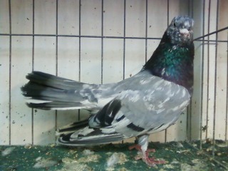 Blue Almond Cock bred by Dale Husband