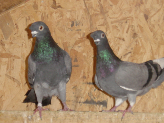 Pair of Blue Bar Pied Nasal Tuft Pigeons bred by J. P. Isom
