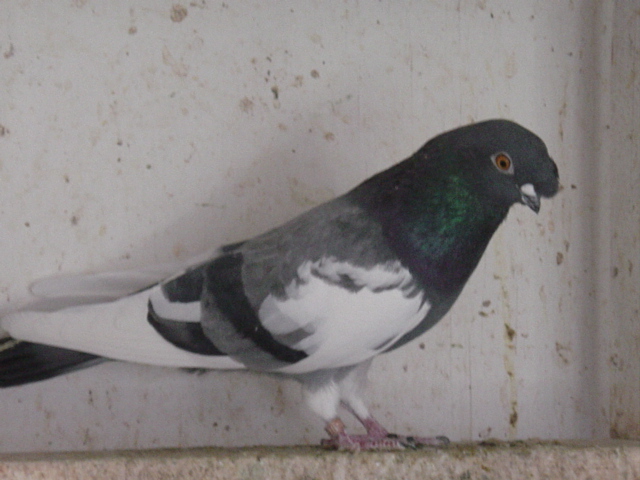blue bar pied nasal tuft cock pigeon - bred by J. P. Isom