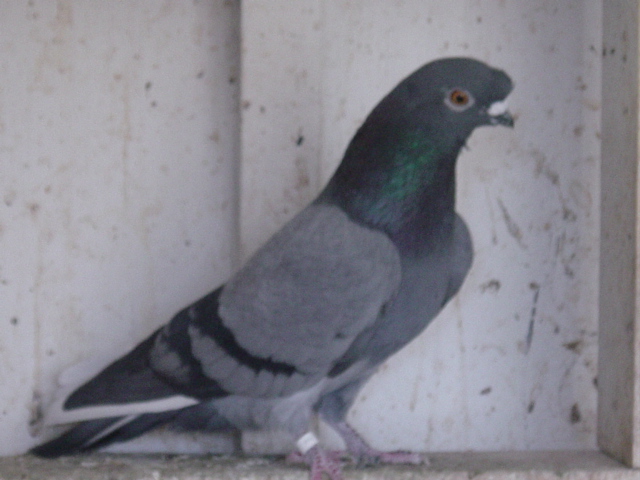 Blue bar white flight Nasal Tuft bred by J. P. Isom