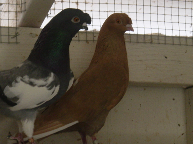 Blue pied cock pigeon and yel w/f cock Nasal Tuft - J P Isom