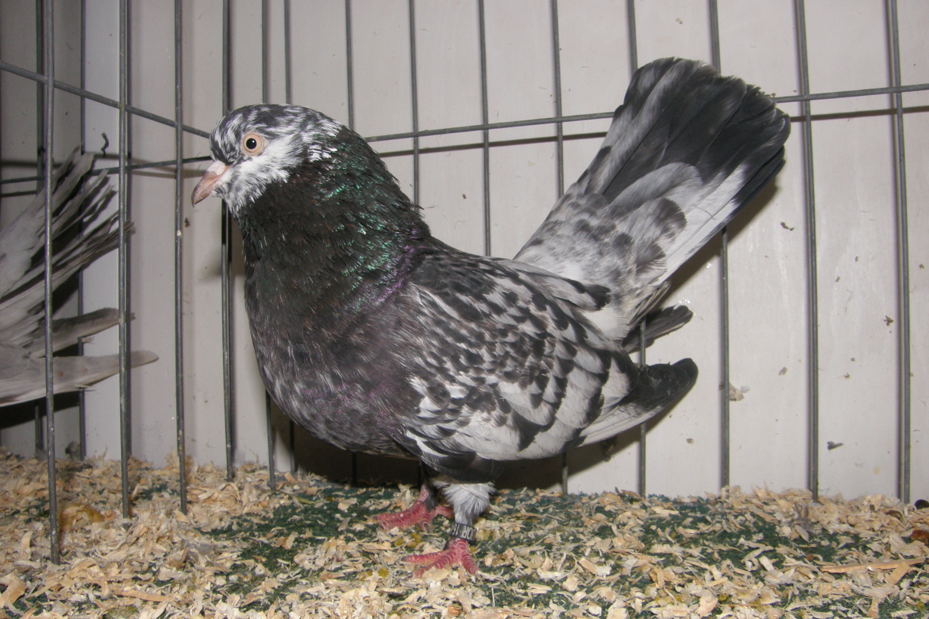 "Grizzle" hen, possibly pencil or something else