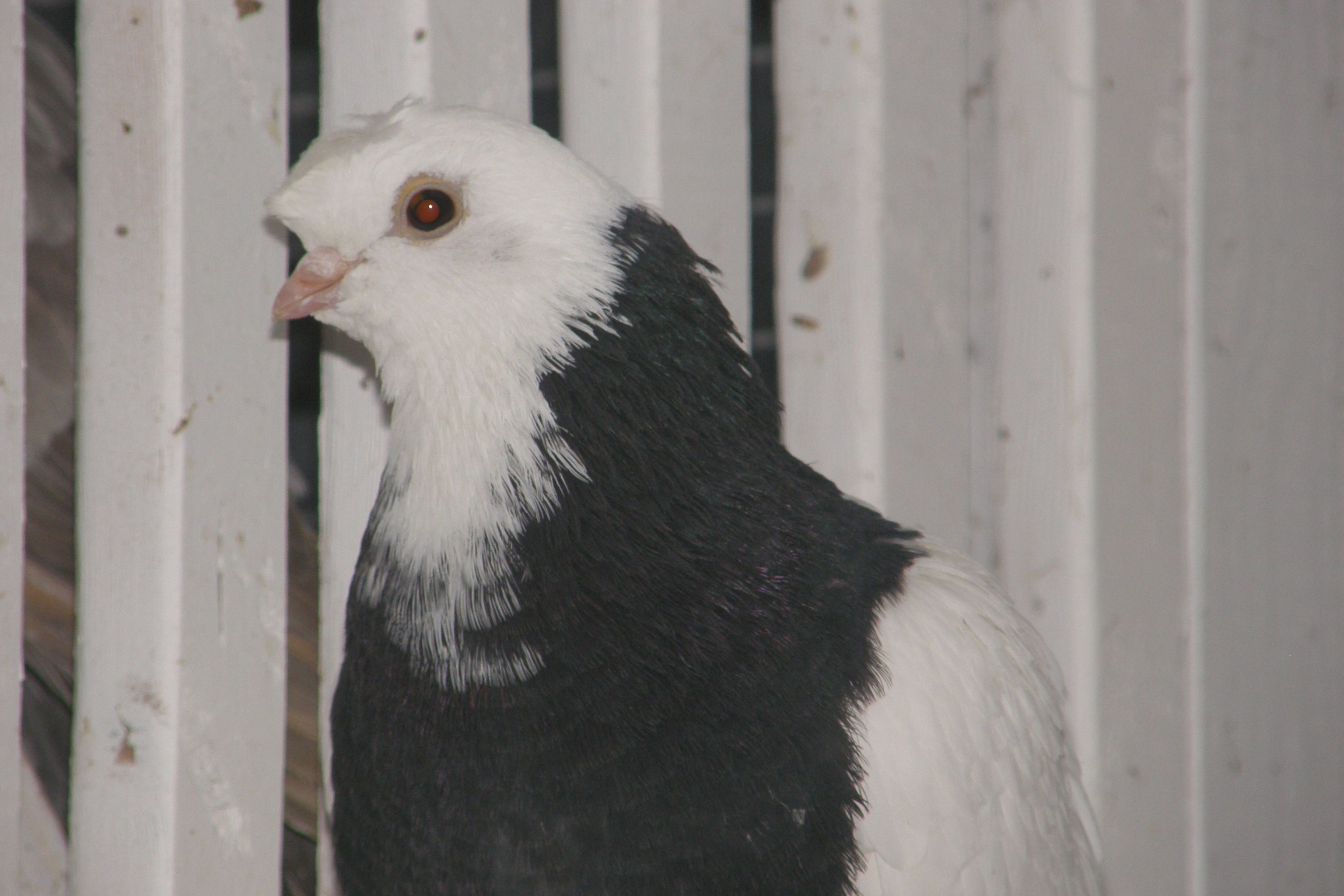 Black Ring Breast - J P Isom