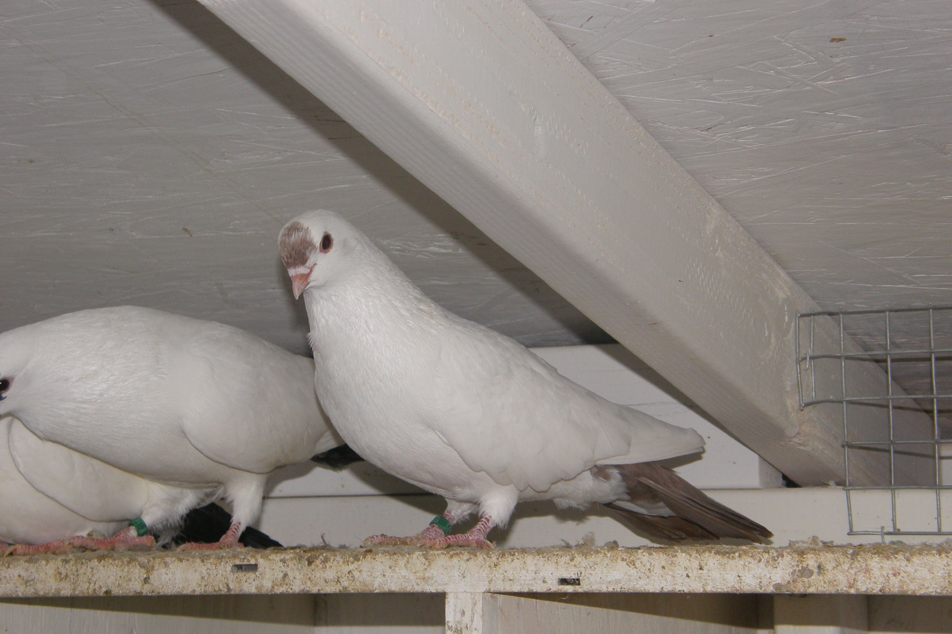 Chinese Spot pair - J P Isom