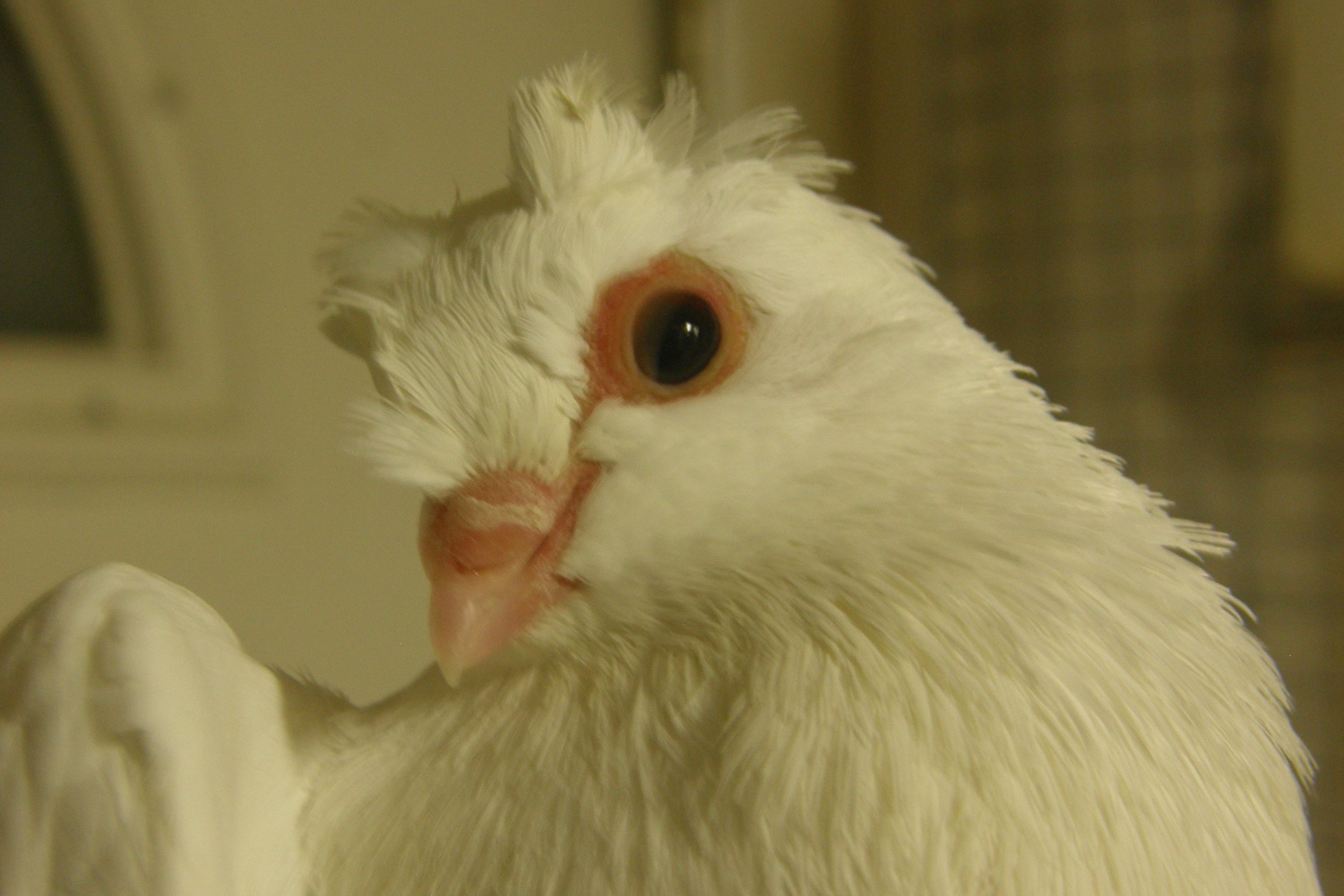 Cauliflower head - J P Isom