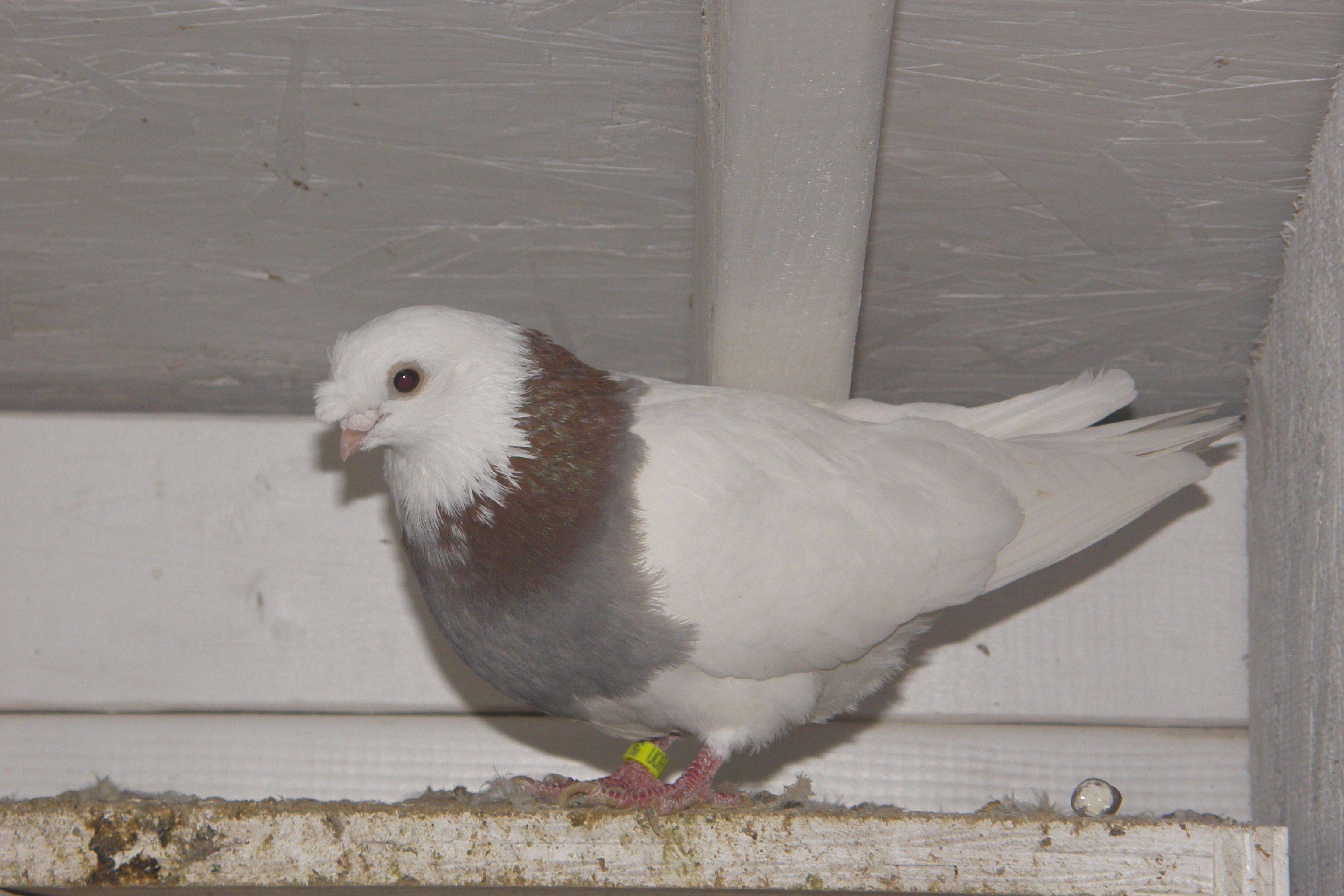 Chinese Spot - J P Isom