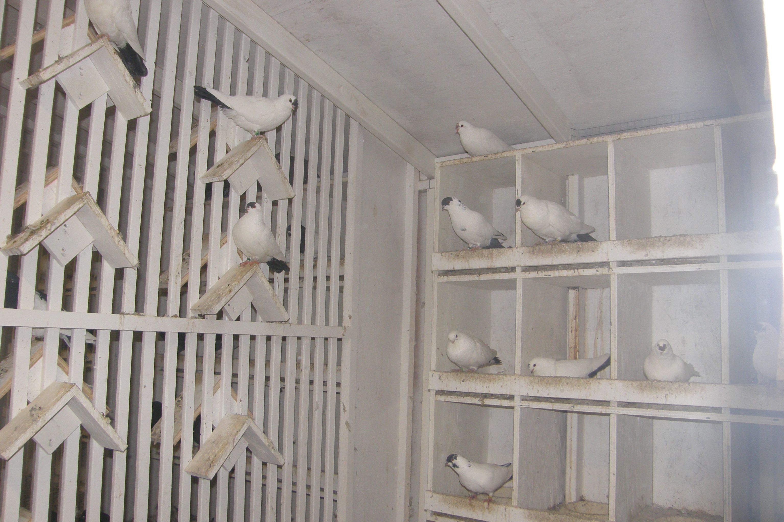 Loft section Chinese Nasal Tufts - J P Isom