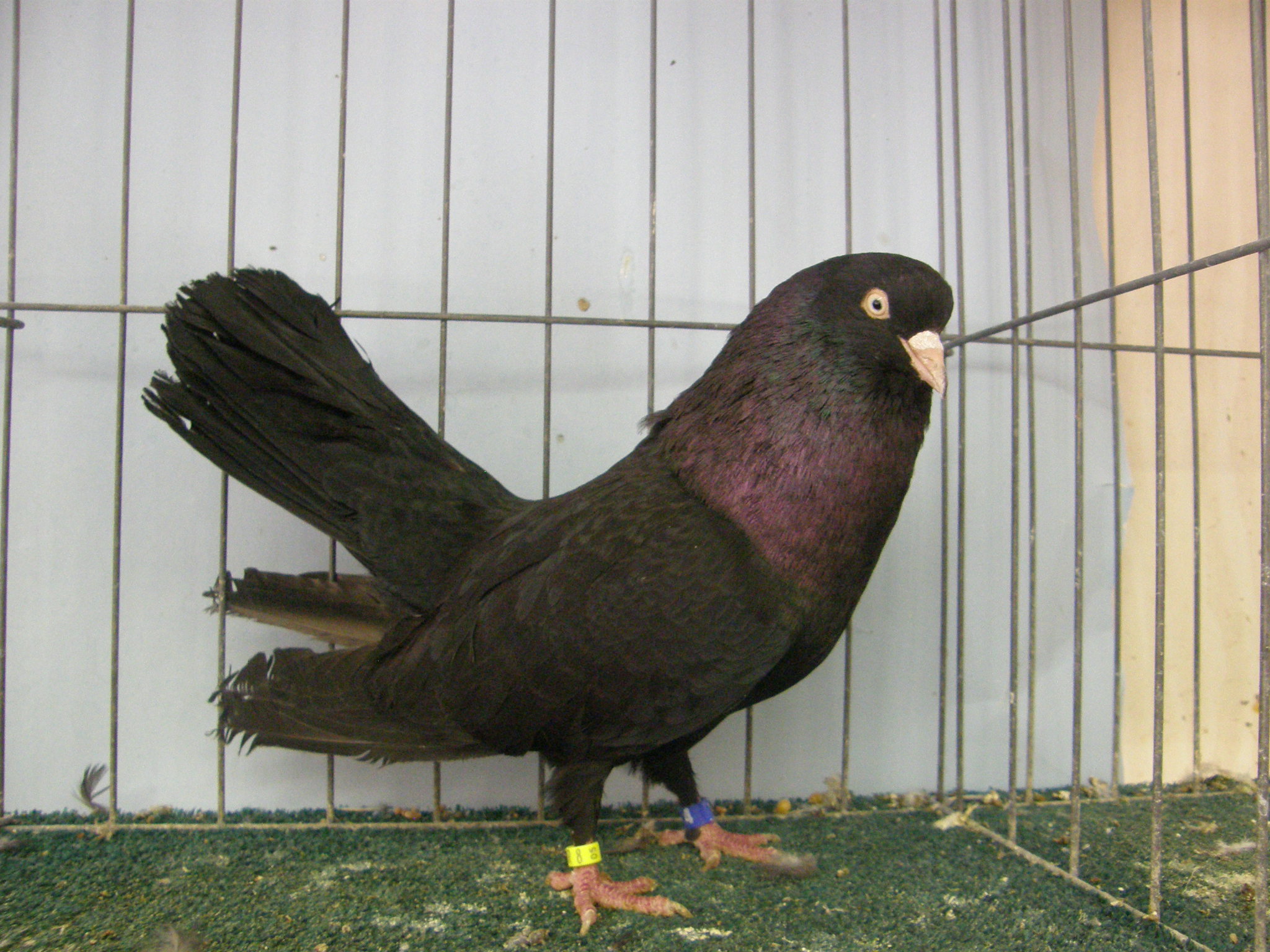 National Champs Sire