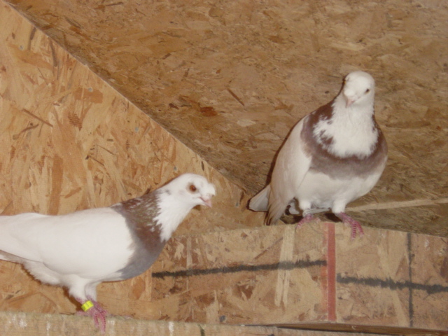 Pair of Ash-red ringbreast Chinese Nasal Tuft Pigeons - J P Isom