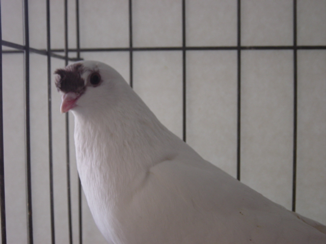 recessive red spot Chinese Nasal Tuft Pigeon - J P Isom