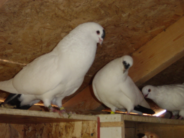 pair of black spot Chinese Nasal Tuft Pigeons - J P Isom