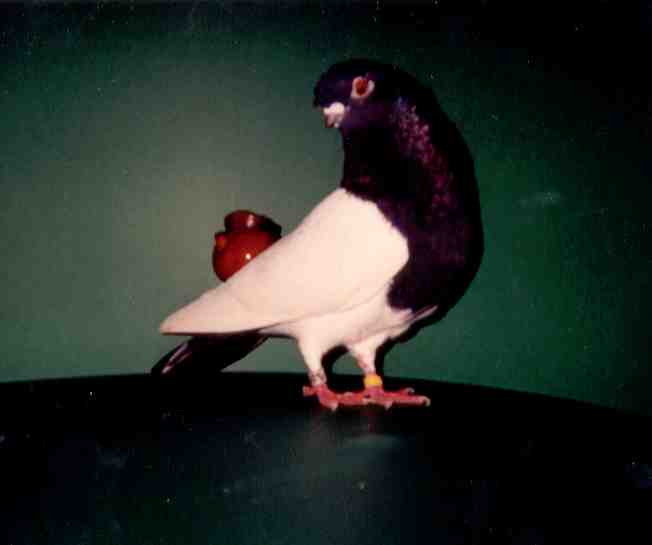 Two Patches wearing whistle