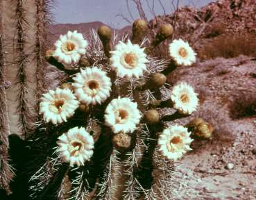 az/saguaro-03.jpg