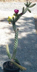 cactus/cane-9.jpg