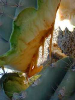 cactus/close-up_of_inside.jpg