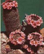 cactus/millers-pincushion.jpg