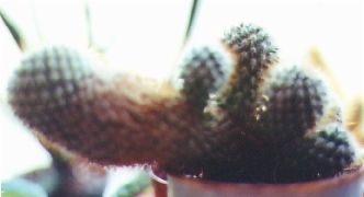cactus/mystery3.jpg