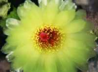 cactus/sun_bud.jpg