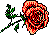 rose img