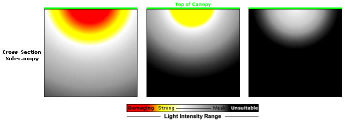 Cross-section of sub-canopy