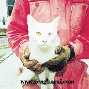 kucing ada 2 warna mata