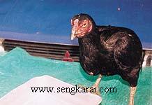 ayam yg mengeluarkan telur bertangkai