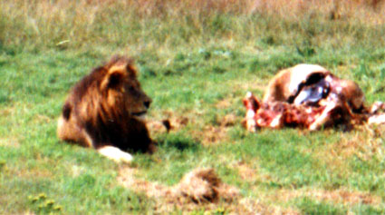 safari.jpg (43669 bytes)