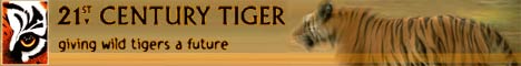 21st century tiger