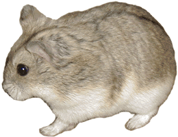 Dwarf Campbells Russian